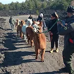 Alpaca Etna Da Mariagiovanna * לינגואגלוסה