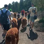 Alpaca Etna Da Mariagiovanna * לינגואגלוסה