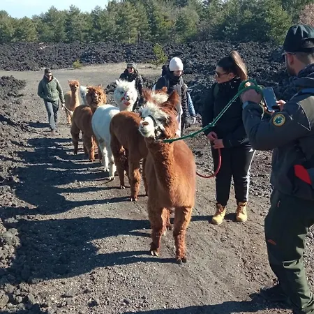 Alpaca Etna Da Mariagiovanna * Linguaglossa