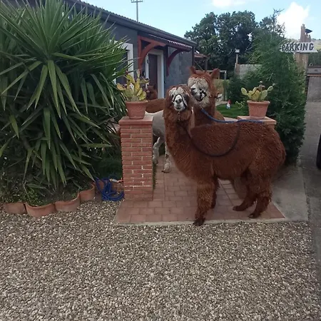 Alpaca Etna Da Mariagiovanna לינגואגלוסה