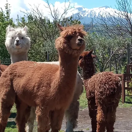 לינה וארוחת בוקר Alpaca Etna Da Mariagiovanna