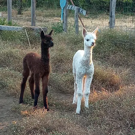 Alpaca Etna Da Mariagiovanna לינגואגלוסה
